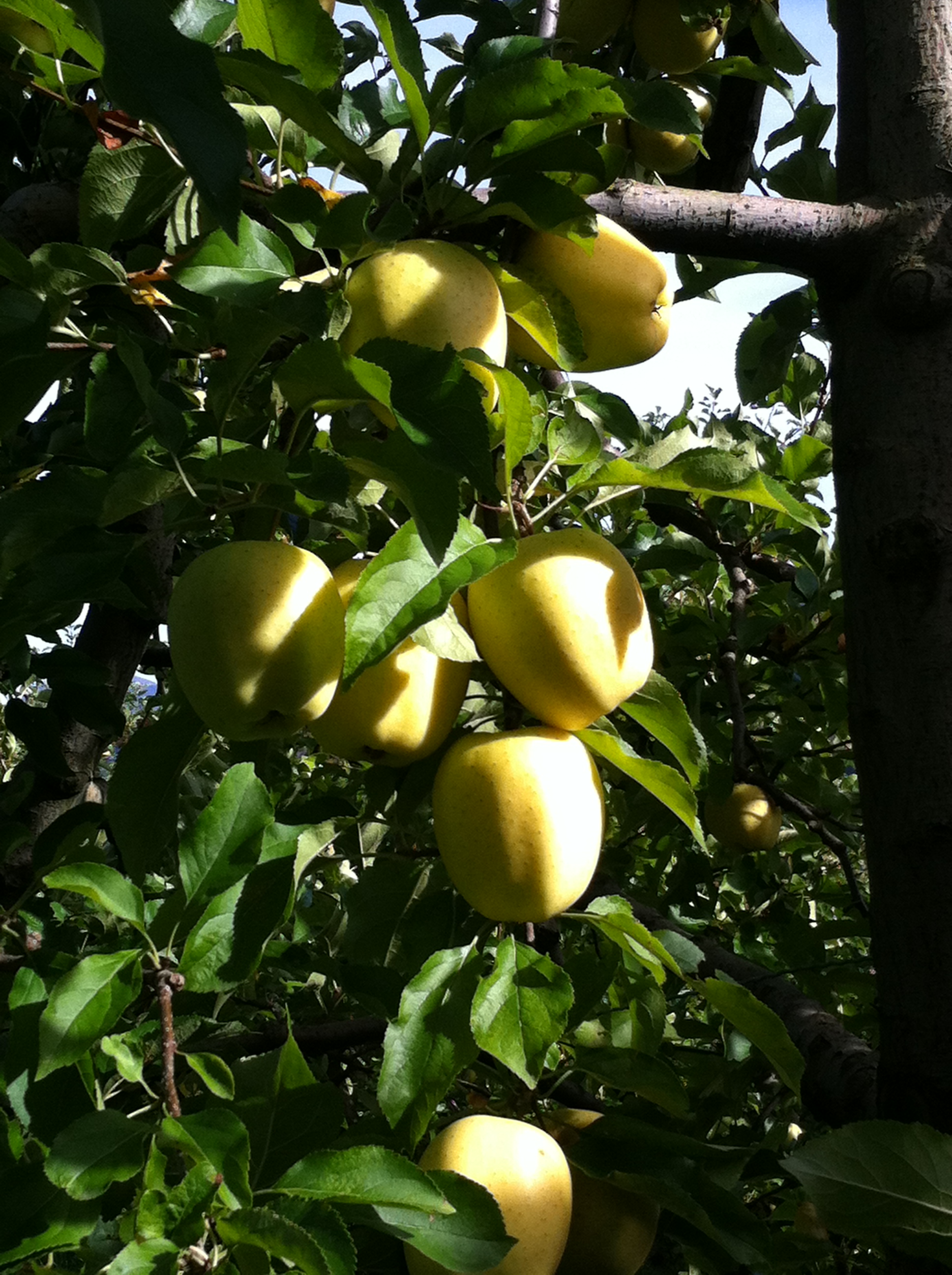 Pommes